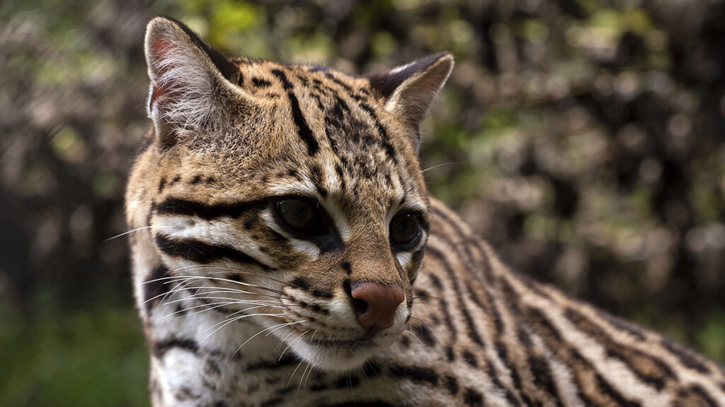Ocelots rescued by Senda Verde