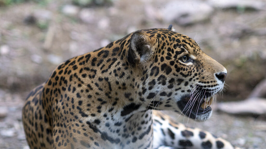 Rescued Jaguars Senda Verde