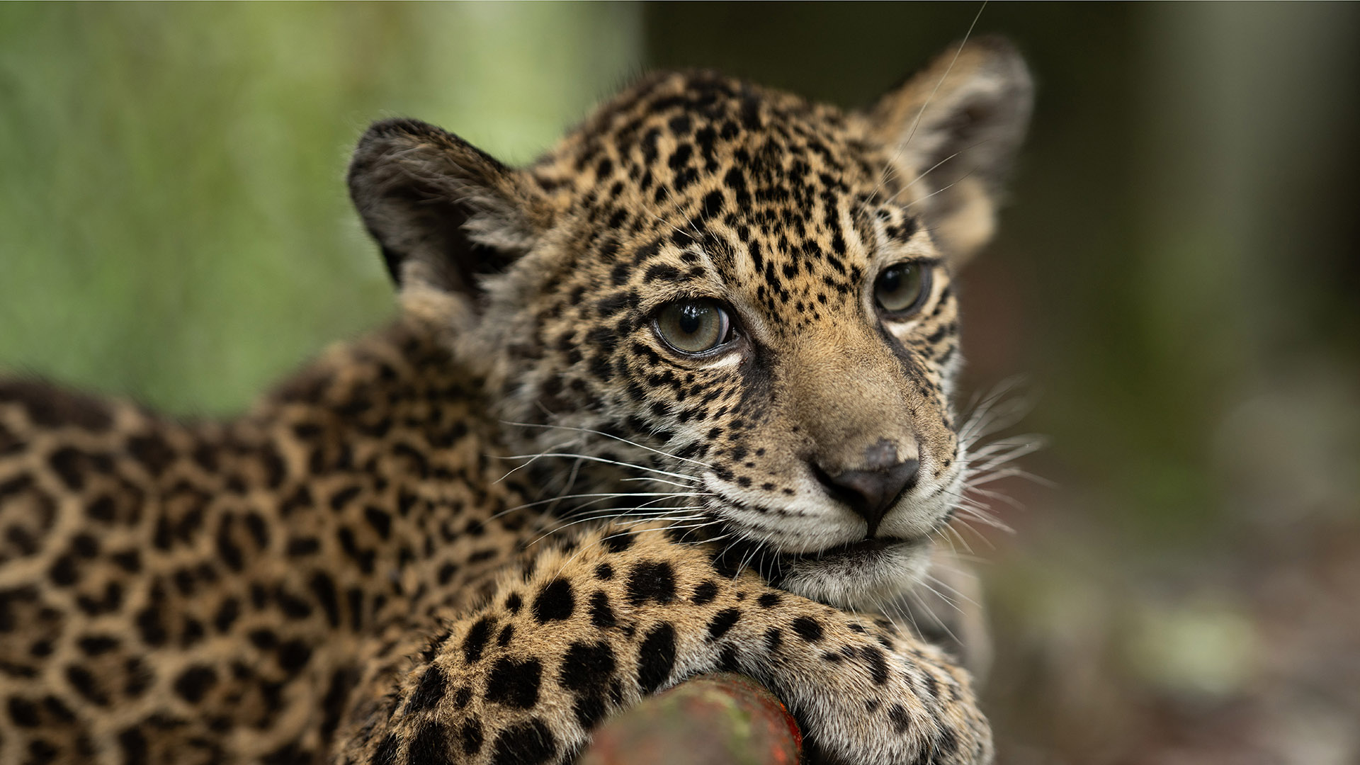 Donate to Senda Verde