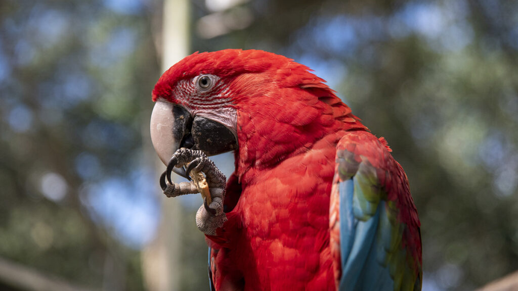 Macaws rescued Senda Verde Senda Verde